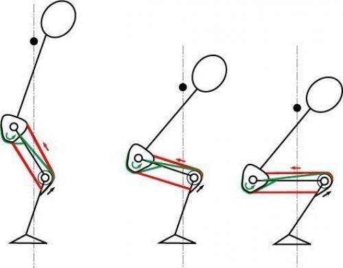 Анатомия приседаний. Мы начнем с работы мышц. 05 Анатомия приседаний. Мы начнем с работы мышц. 05