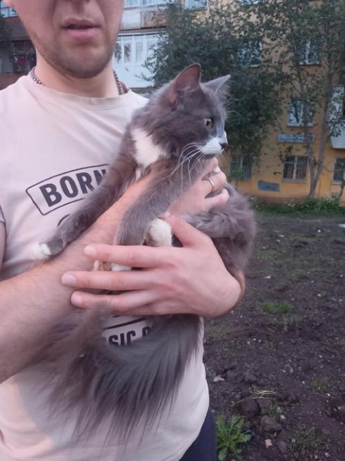 Нашли кошечку, женщина сказала ее выкинули соседи, сидела возле фэмели фитнес, мяукала искала хозяев своих, сказали сидит уже пару дней. 02