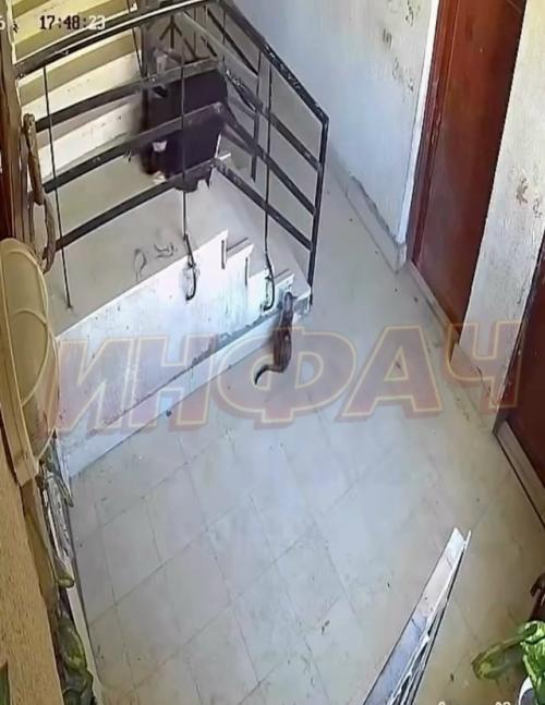 В Турции карма мгновенно девушку за пинок коту наказала. 02