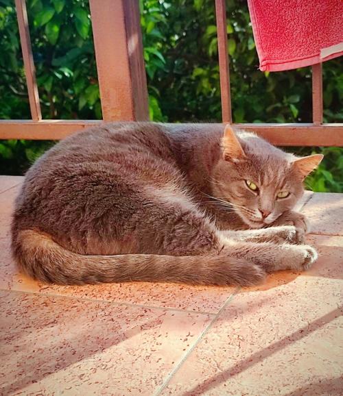 Интересно, что из нашего летнего дома - сада с малыми зверятами все новости смотрятся как трансляция с другой планеты. 06