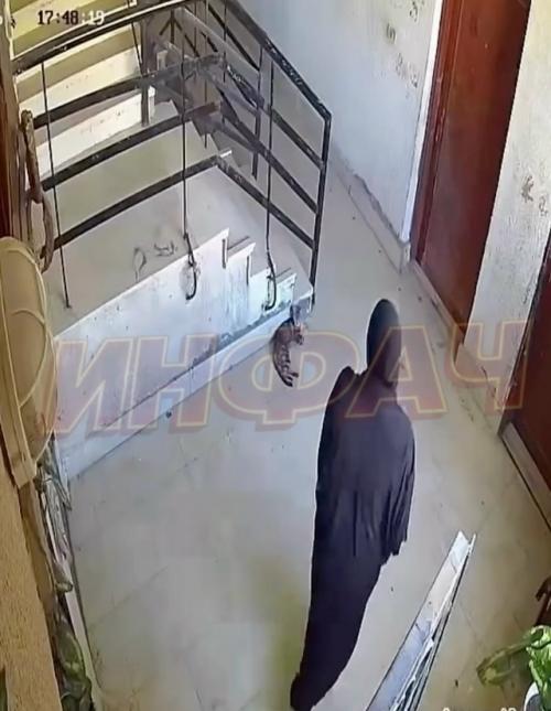 В Турции карма мгновенно девушку за пинок коту наказала.

