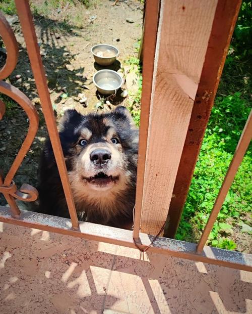 Интересно, что из нашего летнего дома - сада с малыми зверятами все новости смотрятся как трансляция с другой планеты. 03