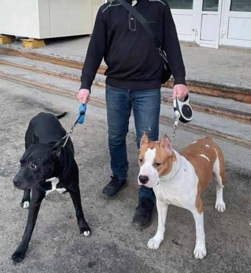 Эпизод 457.  Нападение в парке. 02