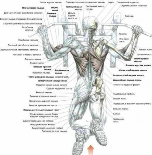 Упражнения.  Спина.  Все самое полезное и то, что сделает тебя сильнее! 01
