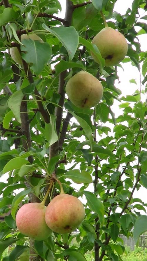 Удачный сезон. О своём удачном сезоне рассказывает Елена бурчилина. 02 Удачный сезон. О своём удачном сезоне рассказывает Елена бурчилина. 02