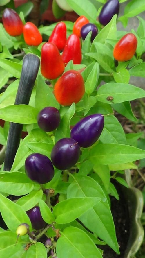 Удачный сезон. О своём удачном сезоне рассказывает Елена бурчилина. 03 Удачный сезон. О своём удачном сезоне рассказывает Елена бурчилина. 03