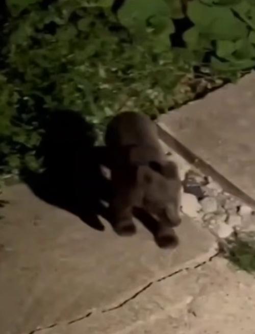 Эпизод 587.  Медвежья угроза. 01