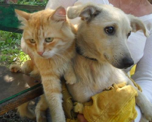 Нашу парочку кнопу и Марсика готовы забрать в Краснодон! 01