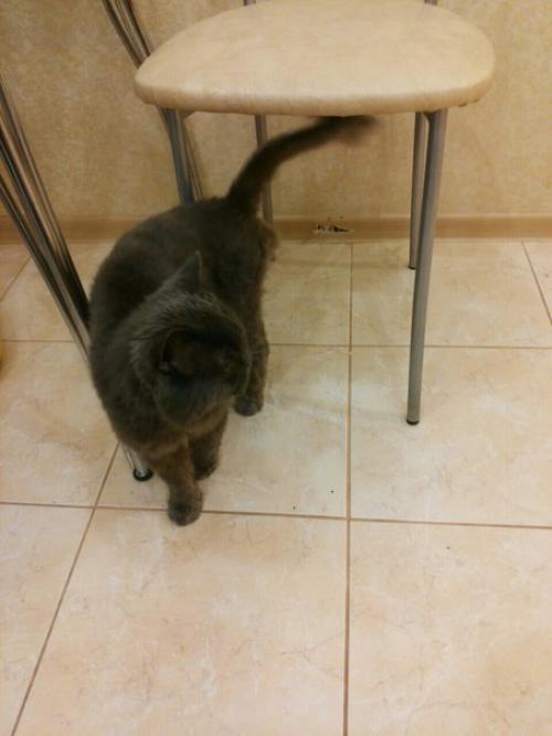 На туристской возле фитнес клуба скульпторс моим мужем был найден кот британец. 01