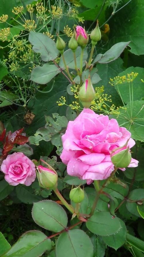 Удачный сезон. О своём удачном сезоне рассказывает Елена бурчилина. 04 Удачный сезон. О своём удачном сезоне рассказывает Елена бурчилина. 04