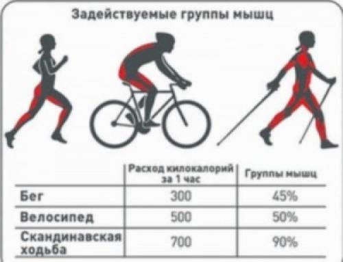 Скандинавская ходьба польза. Скандинавская ходьба – польза и вред для здоровья