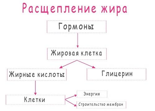 Что лучше всего сжигает жир в организме женщины. Сжигаем