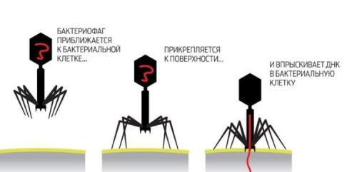 Почему вирус называют коронавирусом? Коронавирус: почему корона присутствует в названии опасной разновидности ОРВИ? (5 фото) 01 Почему вирус называют коронавирусом? Коронавирус: почему корона присутствует в названии опасной разновидности ОРВИ? (5 фото) 01