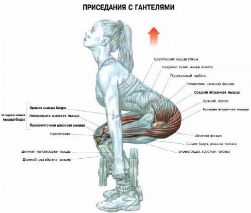 Программа тренировок с гантелями и турником. Гантели — наше всё. Примеры упражнений и тренировочных программ