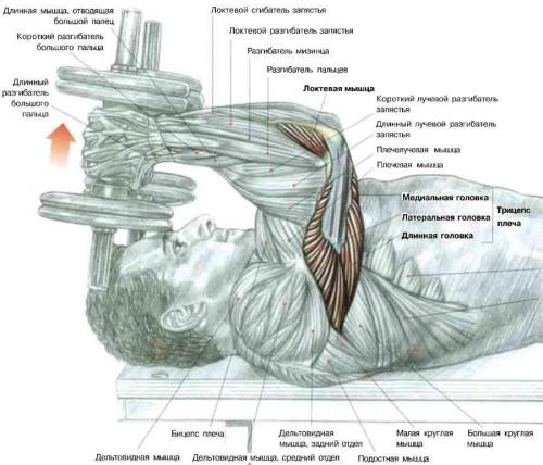 Программа тренировок с гантелями и турником. Гантели — наше всё. Примеры упражнений и тренировочных программ