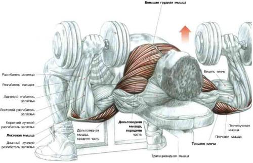 Программа тренировок с гантелями и турником. Гантели — наше всё. Примеры упражнений и тренировочных программ