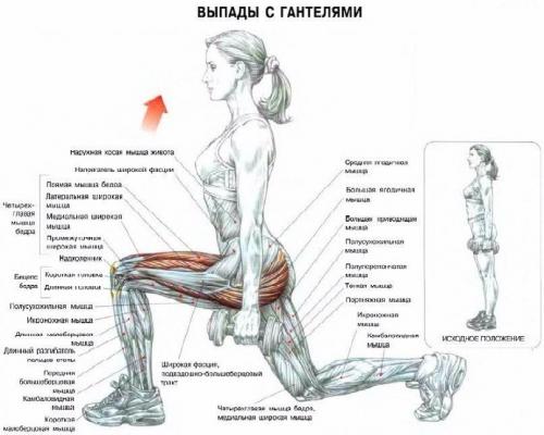 Программа тренировок с гантелями и турником. Гантели — наше всё. Примеры упражнений и тренировочных программ