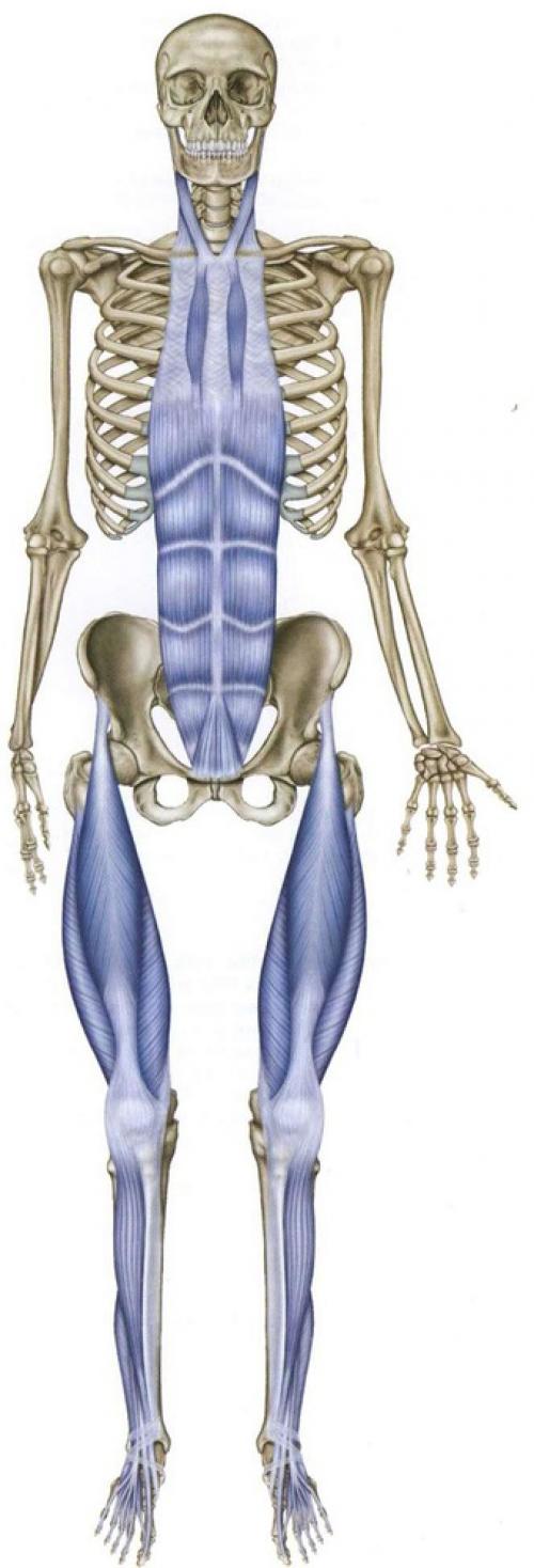 Миофасциальные цепи схема