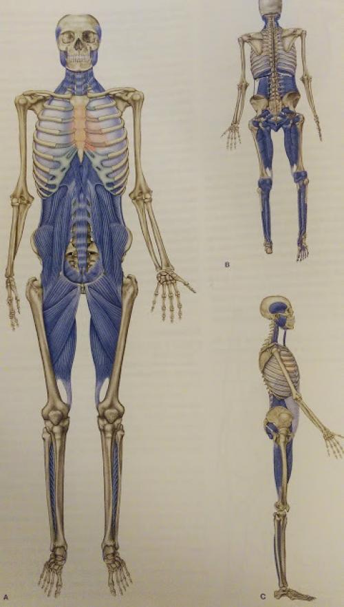 Анатомический поезд. Держим баланс!