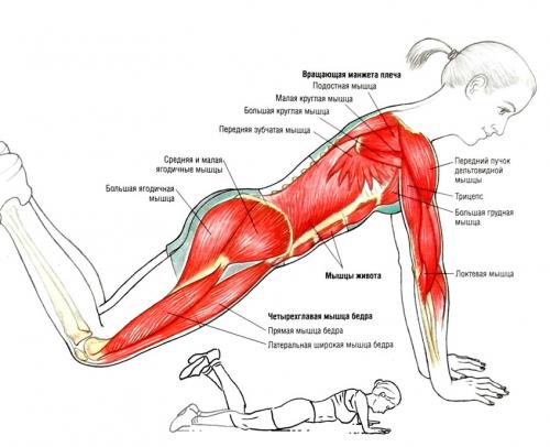 Программа тренировок в домашних условиях для девушек. Программа тренировок для девушек в домашних условиях