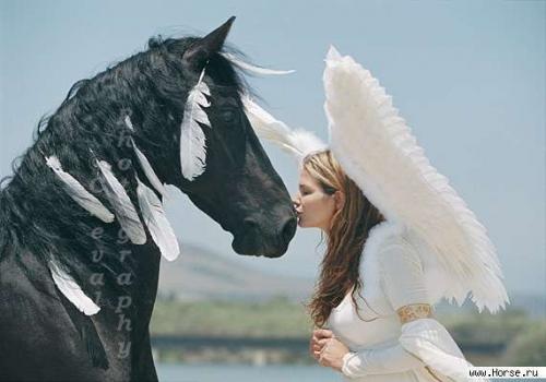 Конник девушка и лошадь. Девушка и лошадь