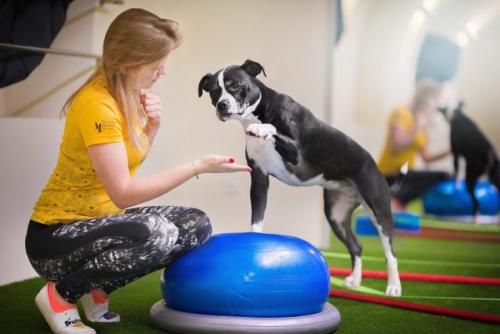 Фитнес с собакой. Дог-фитнес: шесть базовых упражнений