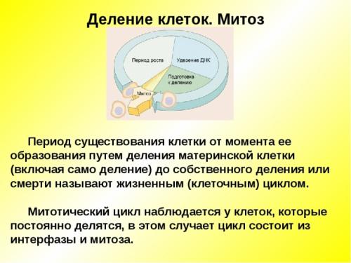Сколько живут клетки. С какой скоростью происходит обновление клеток организма