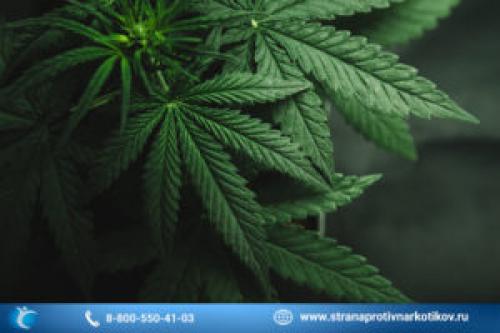 Каннабис это. Что такое конопля или каннабис?