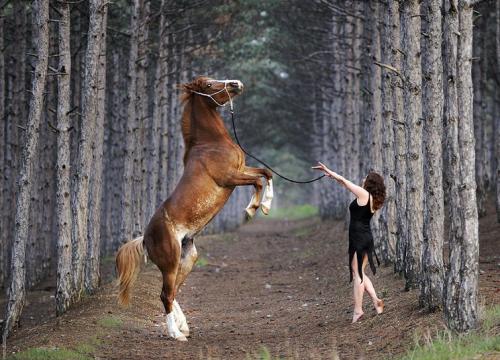 Конник девушка и лошадь. Девушка и лошадь