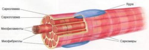 Виды гипертрофии мышц. Мышечная гипертрофия