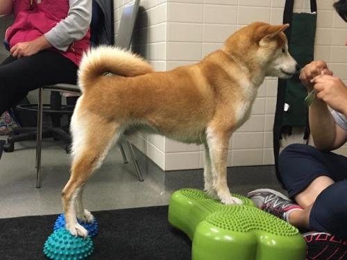 Дог-фитнес упражнения. Каким собакам необходим фитнес и для чего?