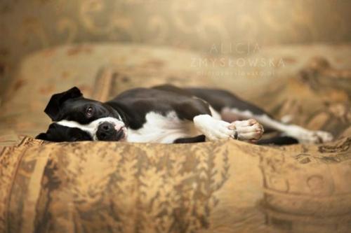 Фитнес с собакой. Дог-фитнес: шесть базовых упражнений