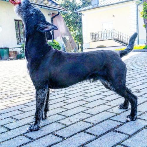 Фитнес с собакой. Дог-фитнес: шесть базовых упражнений