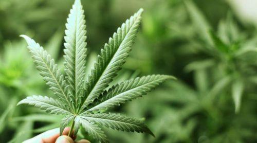 Каннабис вред. Особенности марихуаны