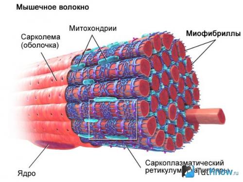 Тренировки на развитие гликолитических мышечных волокон селуянов. Силовая тренировка и гипертрофия мускульных волокон