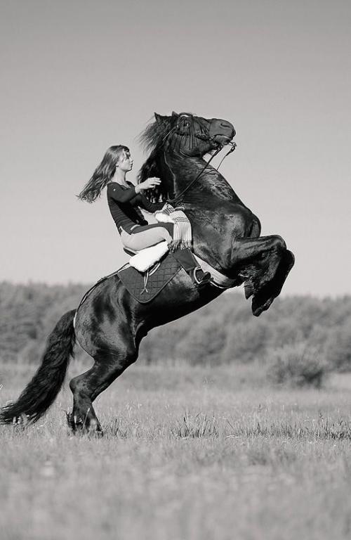 Конник девушка и лошадь. Девушка и лошадь