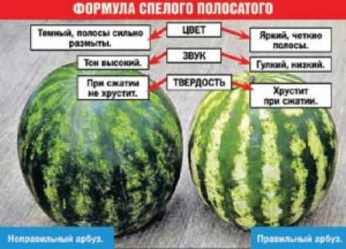 Можно ли есть арбуз на ночь: мнение врача, показания и противопоказания. Как правильно есть арбуз на ночь без вреда для организма