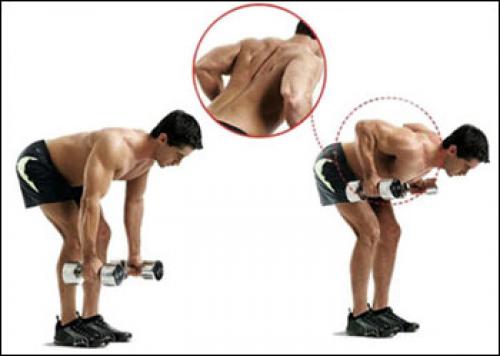 Упражнения на лопатки - с гантелями. Популярные комплексы упражнений