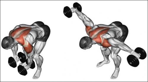 Упражнения на лопатки - с гантелями. Популярные комплексы упражнений