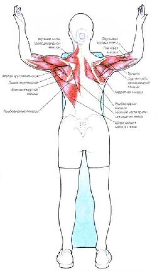 Левой и правой мышцы. Стабилизаторы лопатки. Мышцы поднимающие руку. Упражнения для мышц лопаток. Мышцы стабилизаторы рук.