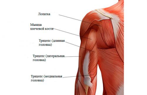 Анатомия мышц трицепса