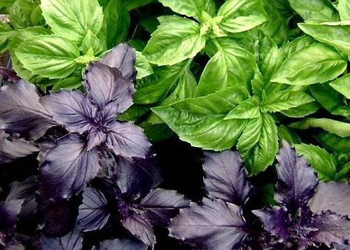 Безалкогольные коктейли на завтрак для похудения