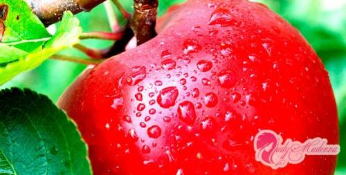 Сколько калорий в яблоке красном. Сколько калорий в одном красном и зеленом яблоке