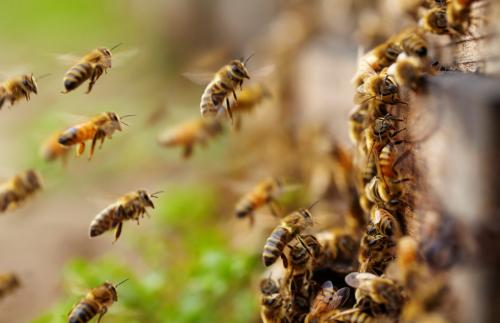 Сколько в меде углеводов. Состав