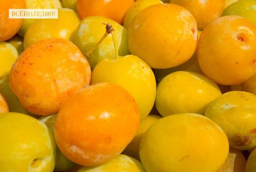 Белая слива полезные свойства. Свойства сливы для мужчин и женщин
