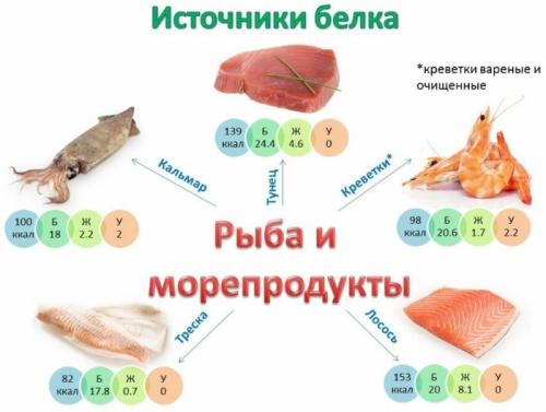 Какие продукты богаты белком. Какие продукты содержат белок в большом количестве