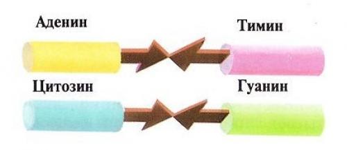 Вещества состоящие из аминокислот это. Общая характеристика 01