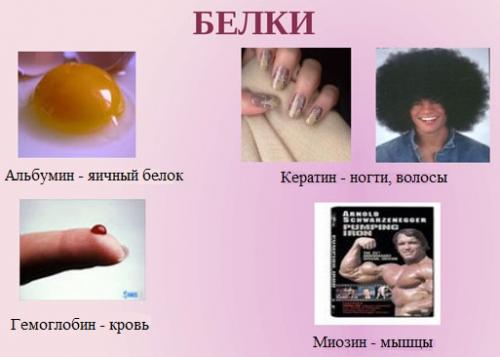 Из чего состоит белок. Свойства 01 Из чего состоит белок. Свойства 01
