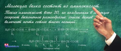 Виды белков. Значение белка для организма
