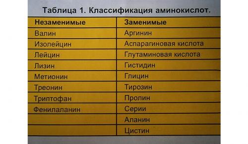 Что состоит из аминокислот. Суть аминокислот